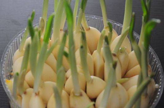 蒜头发芽了能吃吗 700d46c4086b45c08a5c2d39118fdacc.jpeg