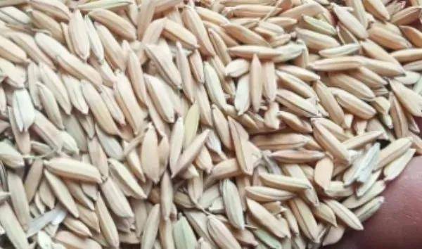 怎么快速的剥谷子 7651a686989040e4a9a54a8079e7a434.jpeg