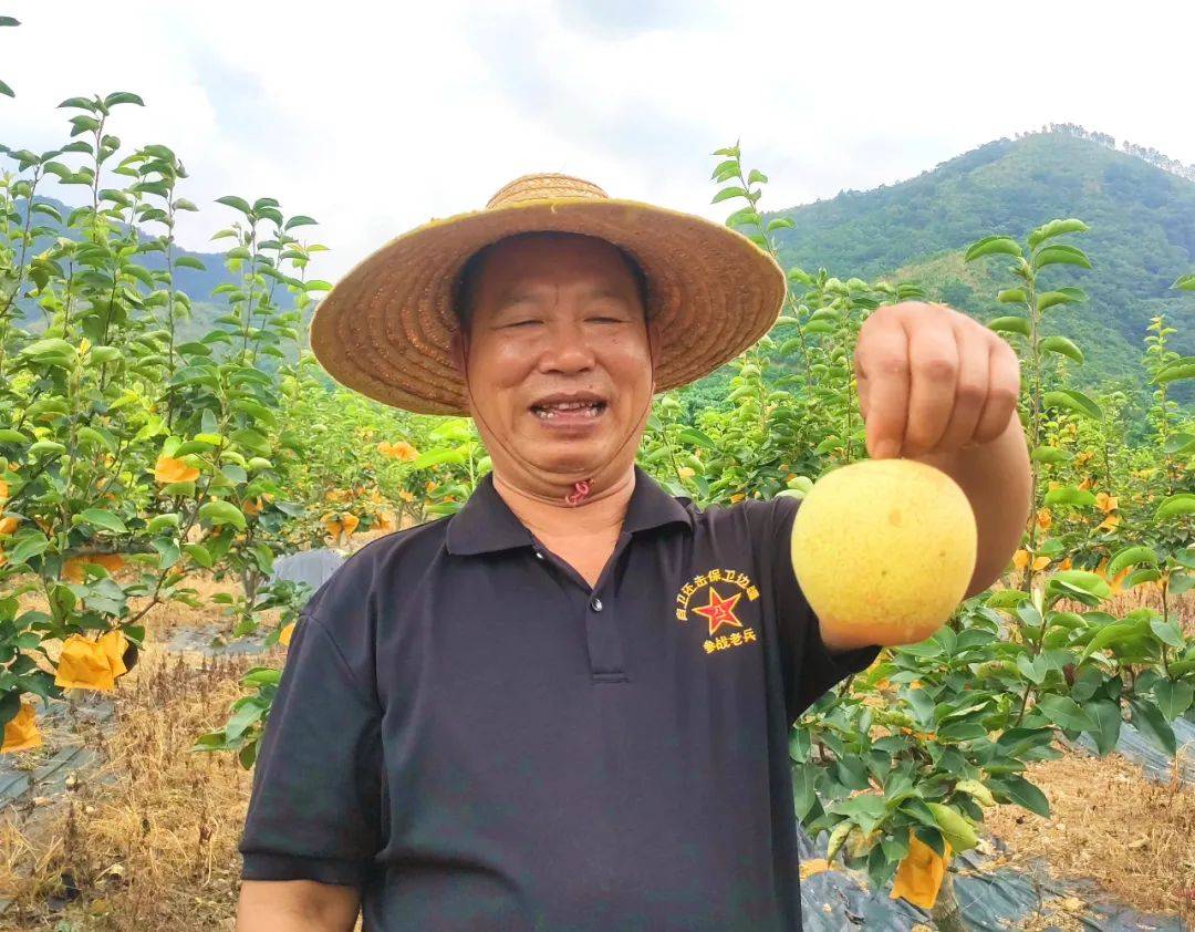 浸潭一大片青花梨熟了,就在这个老兵创业基地!_江炳林