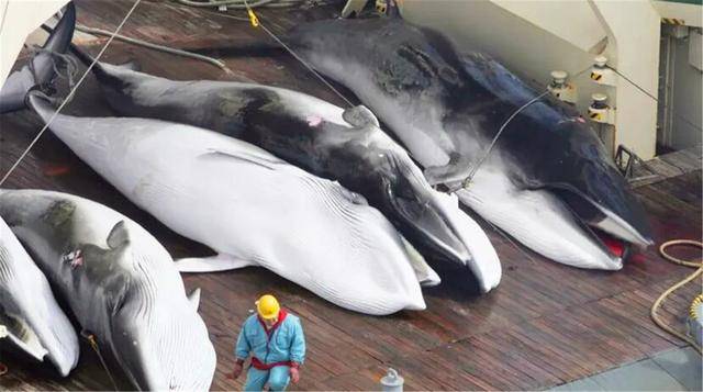 日本为何一定要捕杀鲸鱼？并不是为吃肉，真正意图值得各国警惕_行为