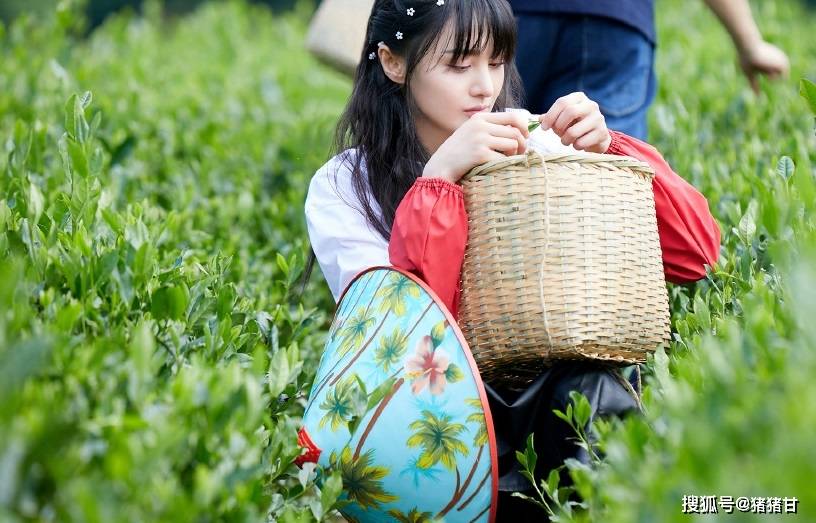 郑爽采茶夸阿姨，单手抱娃录制新剧主题曲，用