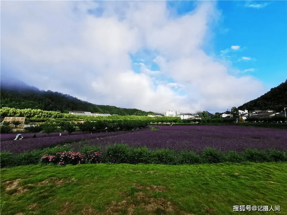 从都市穿越到留坝金水湾,看一场梦幻的花海