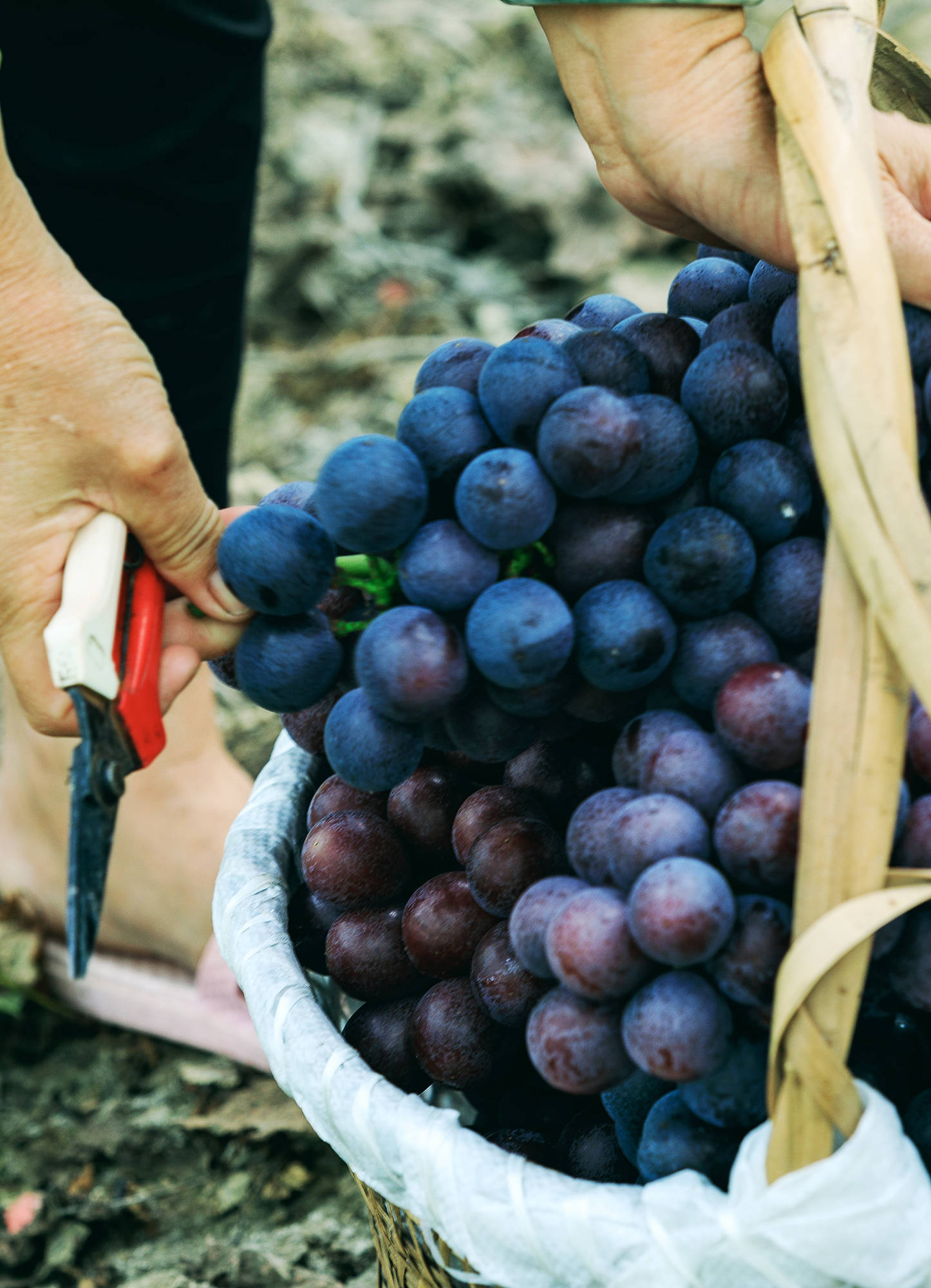 女人|正是蜜桃成熟时，番茄、蓝莓是伴娘夏风掠过北太湖