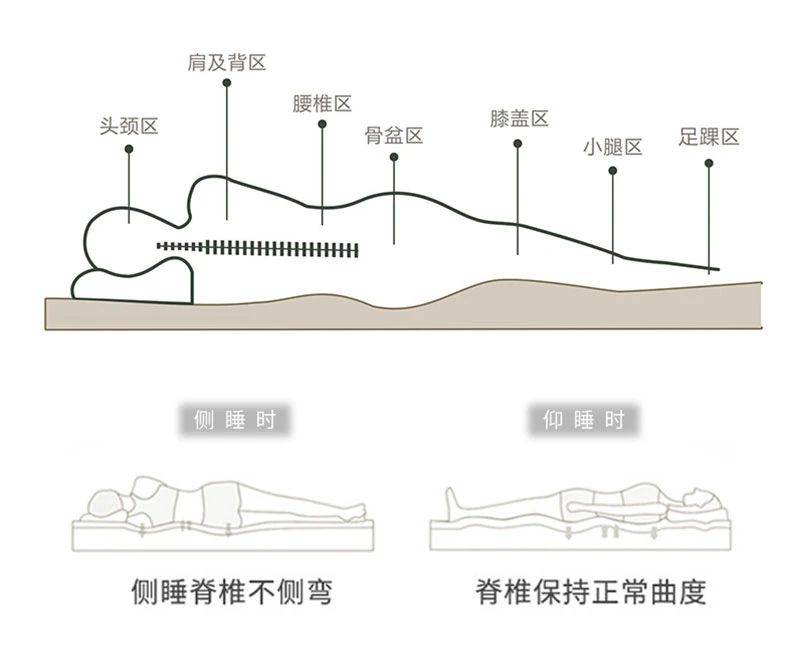 乳胶床垫的人体工学设计原理,贴合人体的曲线,根据人体脊椎的各部分