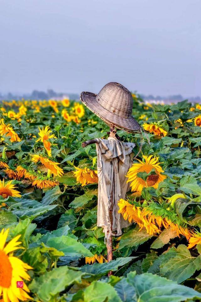 济南赏葵攻略,给你盛夏记忆中的金色花海!