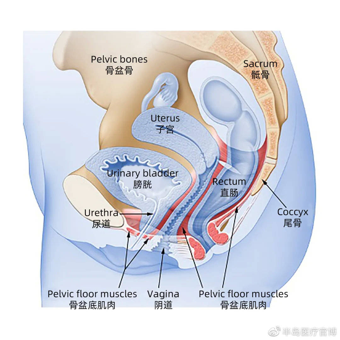 但也有一个共同的认识:盆底解剖观念经历着三个改变:从结构到功能,从