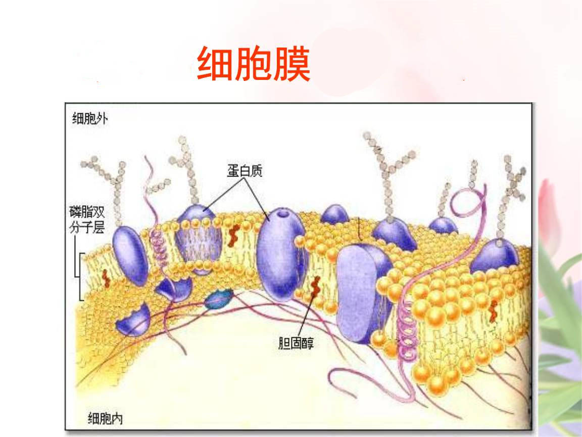 2 胆固醇是构成细胞膜的重要成分 胆固醇是细胞膜的一个组成成分,细胞
