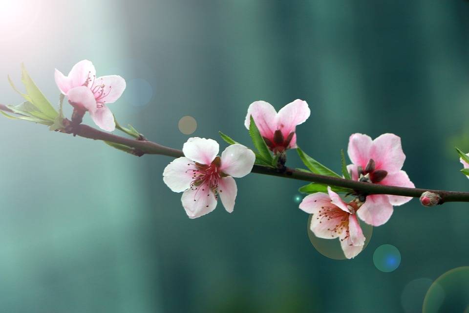 甜美桃子，也是治病良药：一棵桃树八味药