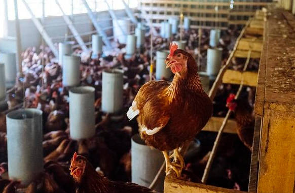 高温来袭，最全的鸡场防暑降温宝典，拿走不谢