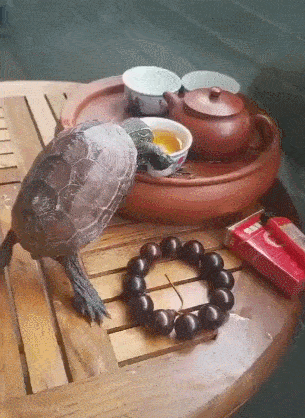 乌龟偷偷喝主人的茶,被发现后抬头瞧,小反应绝了