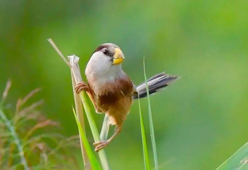 林建厦|熔喷布价格暴跌、趣头条未卜先知、葵花药业……关注这些事儿！