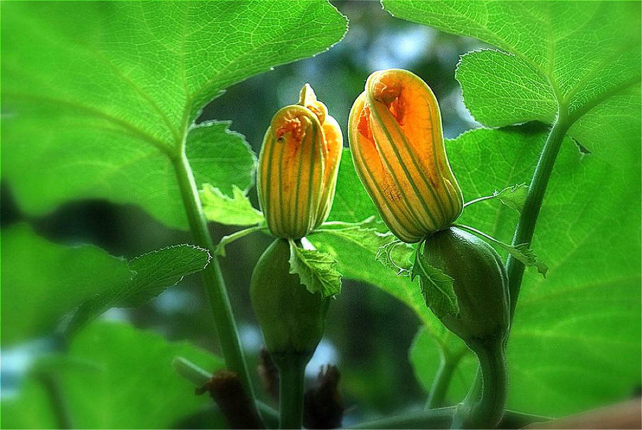 南瓜|草鱼上来就咬钩用这几种不起眼的天然食物做鱼饵