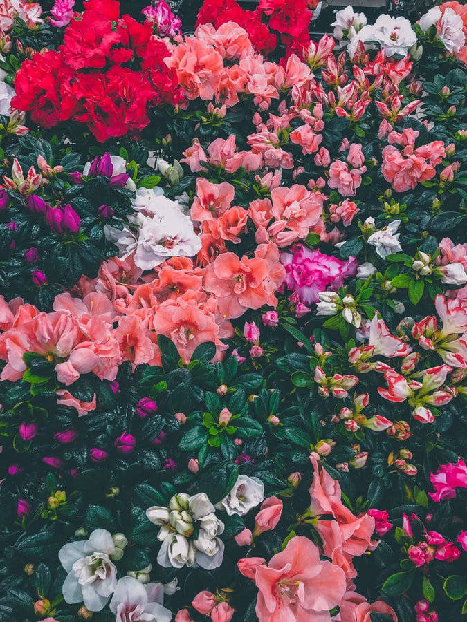 生如夏花!打卡北京夏季5处赏花圣地!绚丽的花海景色美