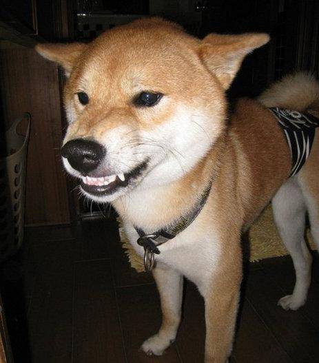 狗狗为什么会突然攻击主人?面对这几个情况,你要留意