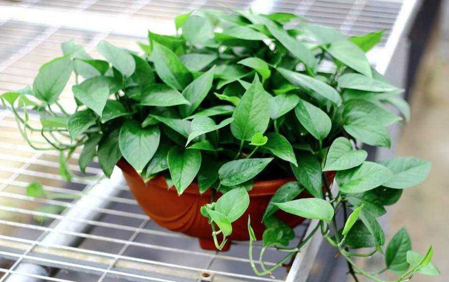 叶子|叶子油亮肥厚,越长越好!几种花用啤酒溶液擦一下