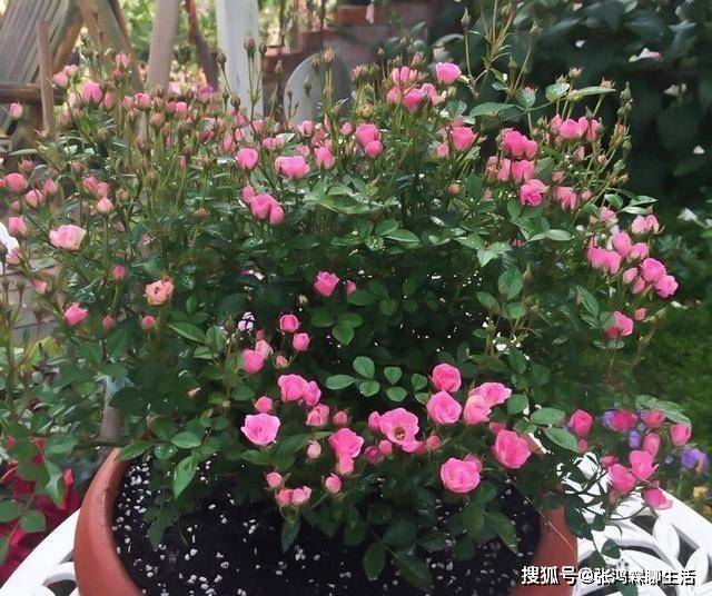 原创阳台种上一棵超微月季,虽然花朵比指甲盖还小,但是四季花开爆盆