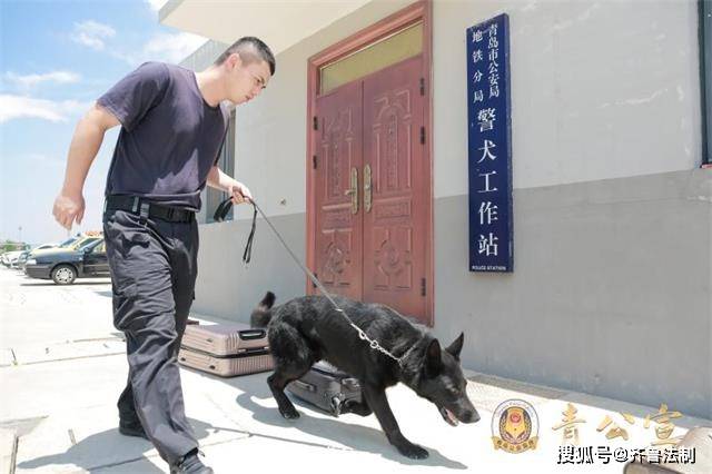 原创青岛市公安局地铁分局警犬工作站乘风破浪汪汪队