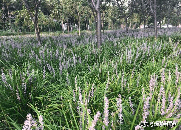 麦冬草这种植物作为中草药种植时,可以使用除草剂吗?