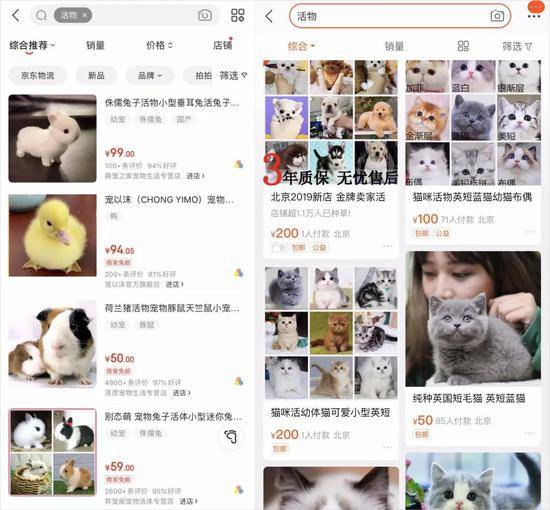 检疫|网购宠物到家3天就死了 违法快递为何屡禁不止？