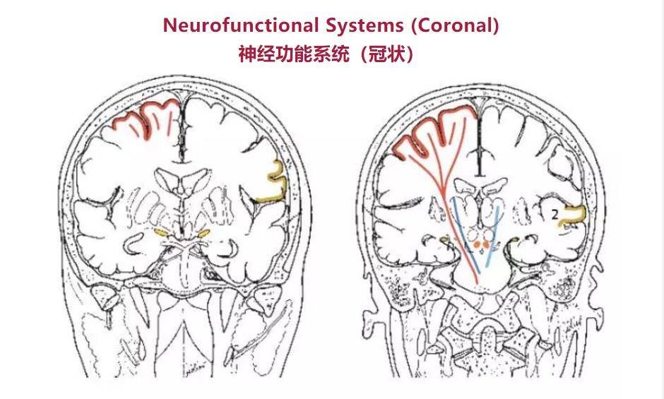 精彩的大脑血供区域图及血管解剖图(双语)