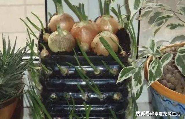 怎么用桶种辣椒 9fe8d7719348476a9be1bd6fd39fc5db.jpeg