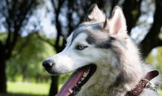 怎么教狗狗叫声小 c3b0af62967e49f584a10561b17a6fb0.png