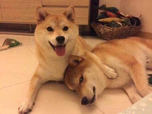 宠物狗训练过程,柴犬犬舍哪家好,柴犬哪里买好,柴犬_宠物课堂