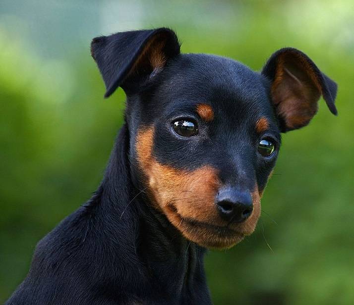 原创迷你杜宾犬,身姿优美,是非常适合城市居民饲养的护卫犬