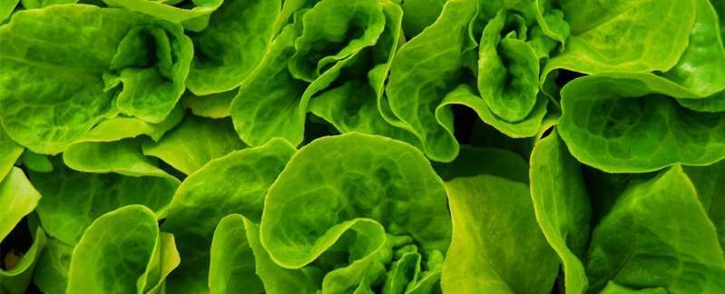 MSN：沙门氏菌可钻进蔬菜叶气孔，洗不掉还导致人体感染
