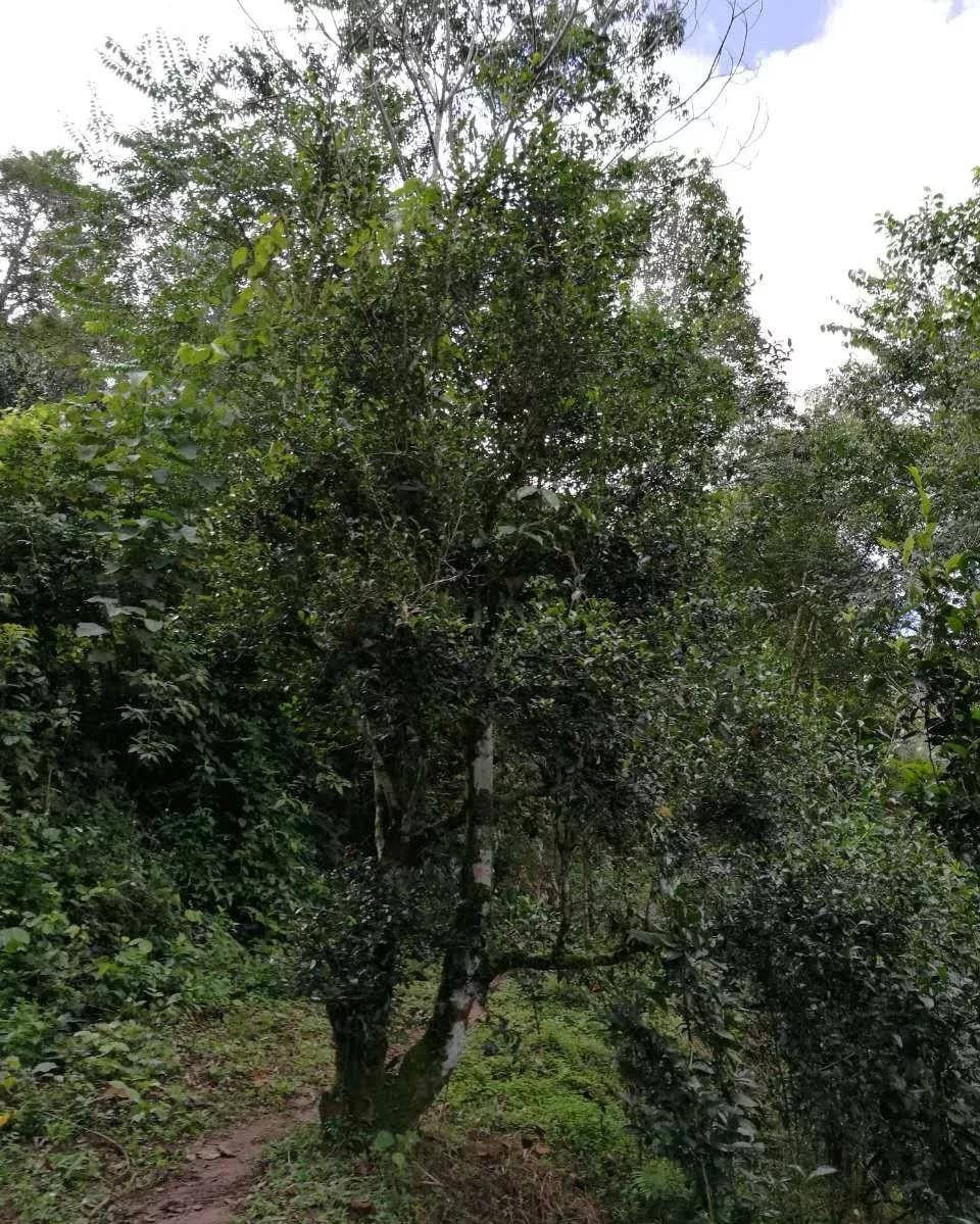 茶叶|【干货分享】江内古六大茶山之倚邦古茶山