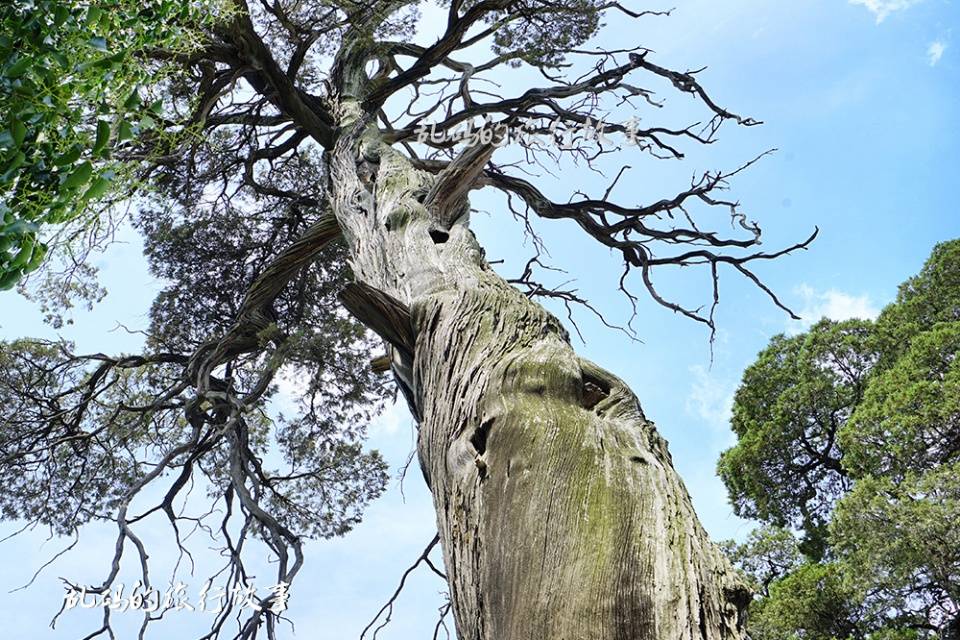 楚王|河南这所小学 藏中国唯一楚王行宫遗址 千年古柏屡冒青烟实属罕见
