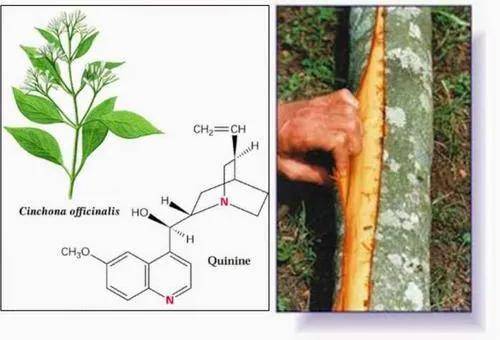 中国疫苗，应不应该卖给美国人？（递导弹）