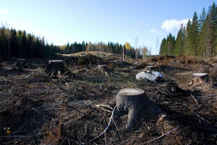 我们需要加大努力制止滥砍滥伐,更好地释放森林在可持续粮食生产,减贫