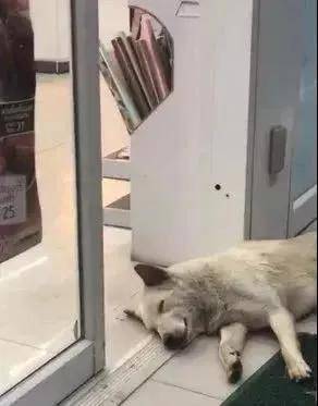 这只狗狗可能是太累了,蹭着便利店的空调,躺在门口就开始睡觉.