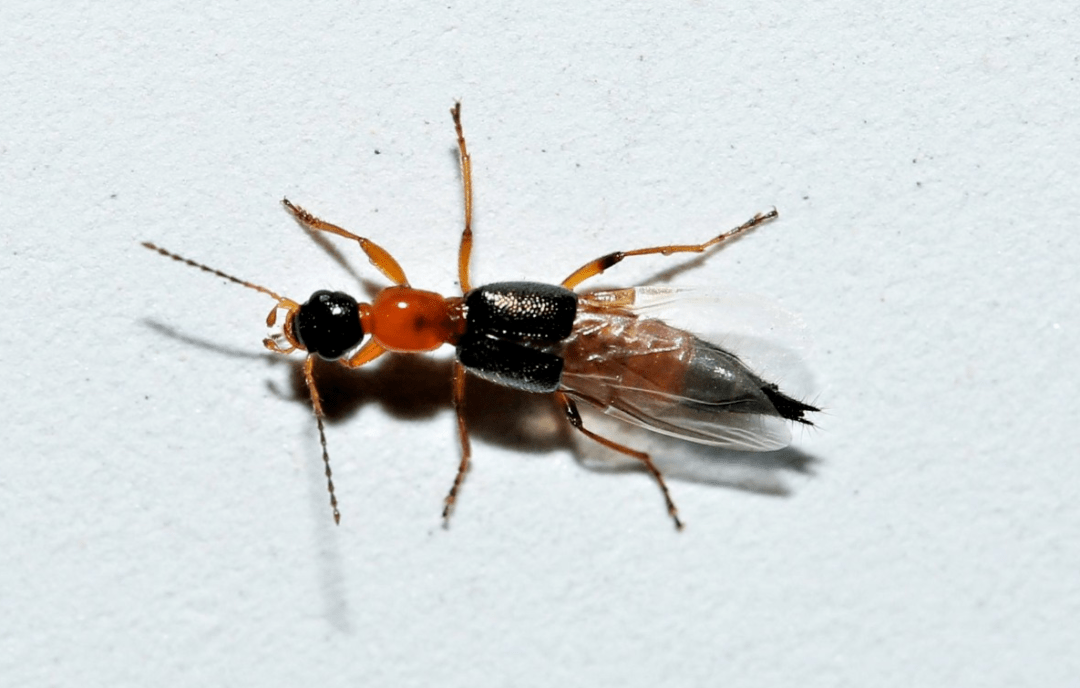 辨别隐翅虫很简单,其外形像蚂蚁,红黑相间,头有触角.