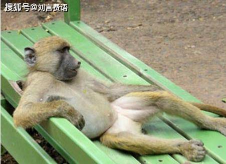 狒狒视频大全实拍 898144a097e84f459233c82f58b85919.jpeg