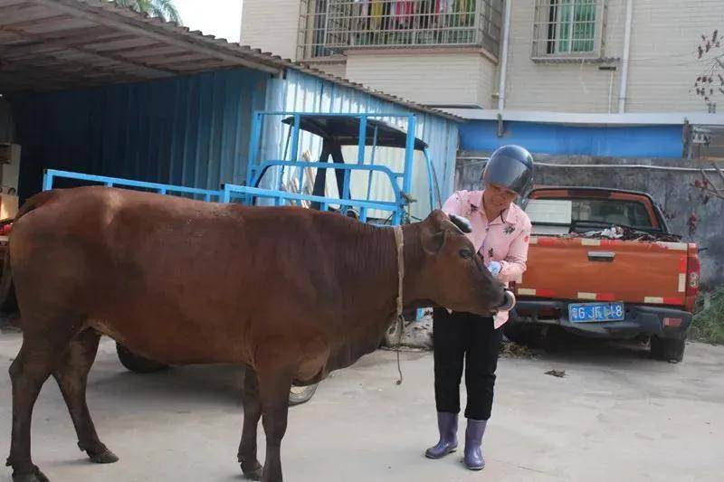 湛江麻章分局太平派出所速破一宗"扶贫牛"盗窃案