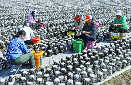 金罗镇高家沟村黑木耳种植基地雇佣村民正在采摘木耳