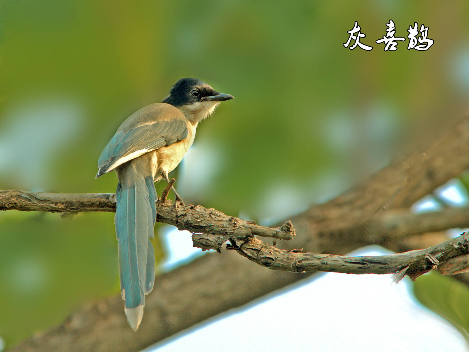 外苑众鸟图(一)——这些鸟你都能叫出名字吗?