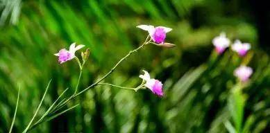 调剂|2020高考志愿填报，专业调剂到底填“服从”还是“不服从”？