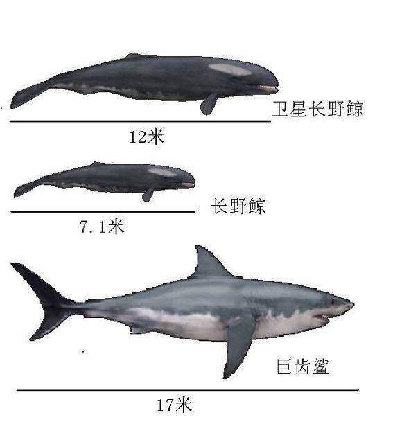 巨齿鲨虽然和梅尔维尔鲸同是当时顶级捕猎者,但它和梅尔维尔鲸最大的