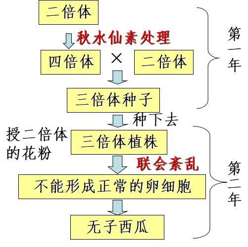 高中生物杂交育种与诱变育种详解,这样学习生物还怕不会吗?_方法