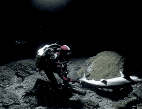 潜水|如何一眼识别“隐形贵公子”？