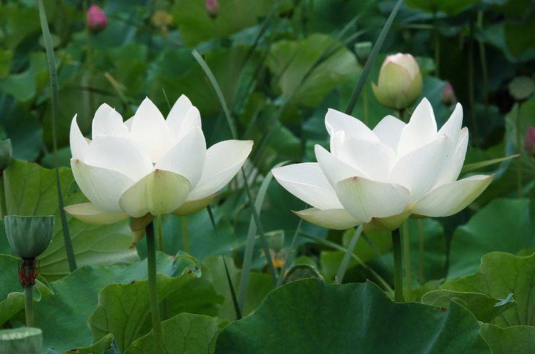 原创灞河边,荷花清香,喜欢圣洁的白莲花