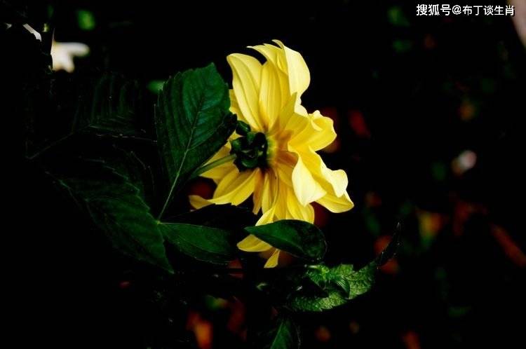 八月上旬什么时候 910209e6f9d9493f81862f409c506b32.jpeg