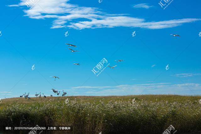 枫林什么成语_红枫林图片