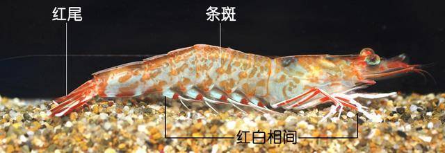 戴氏赤虾/metapenaeopsis dalei,俗称红筋虾,多见于黄海,东海,个体较