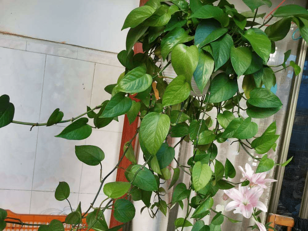 龟背竹怎么浇水比较好 e4ef272584024174a35c4cbc35e1f161.png