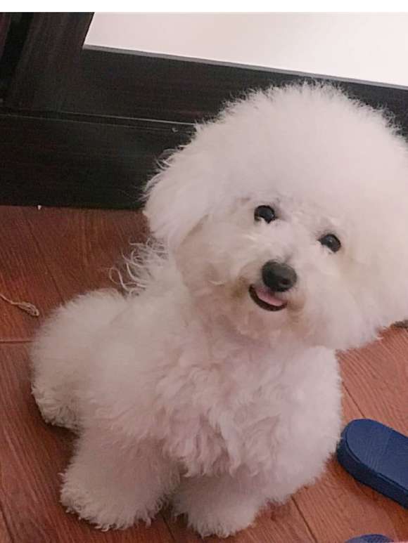 狗狗怎么养长得又壮又肥 3a0b56e7932f4edc82d6360a196632e9.jpeg