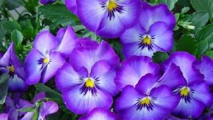 三色堇第一季全集免费观看 c48fc523fd204e7997d0b543df58d597.jpeg